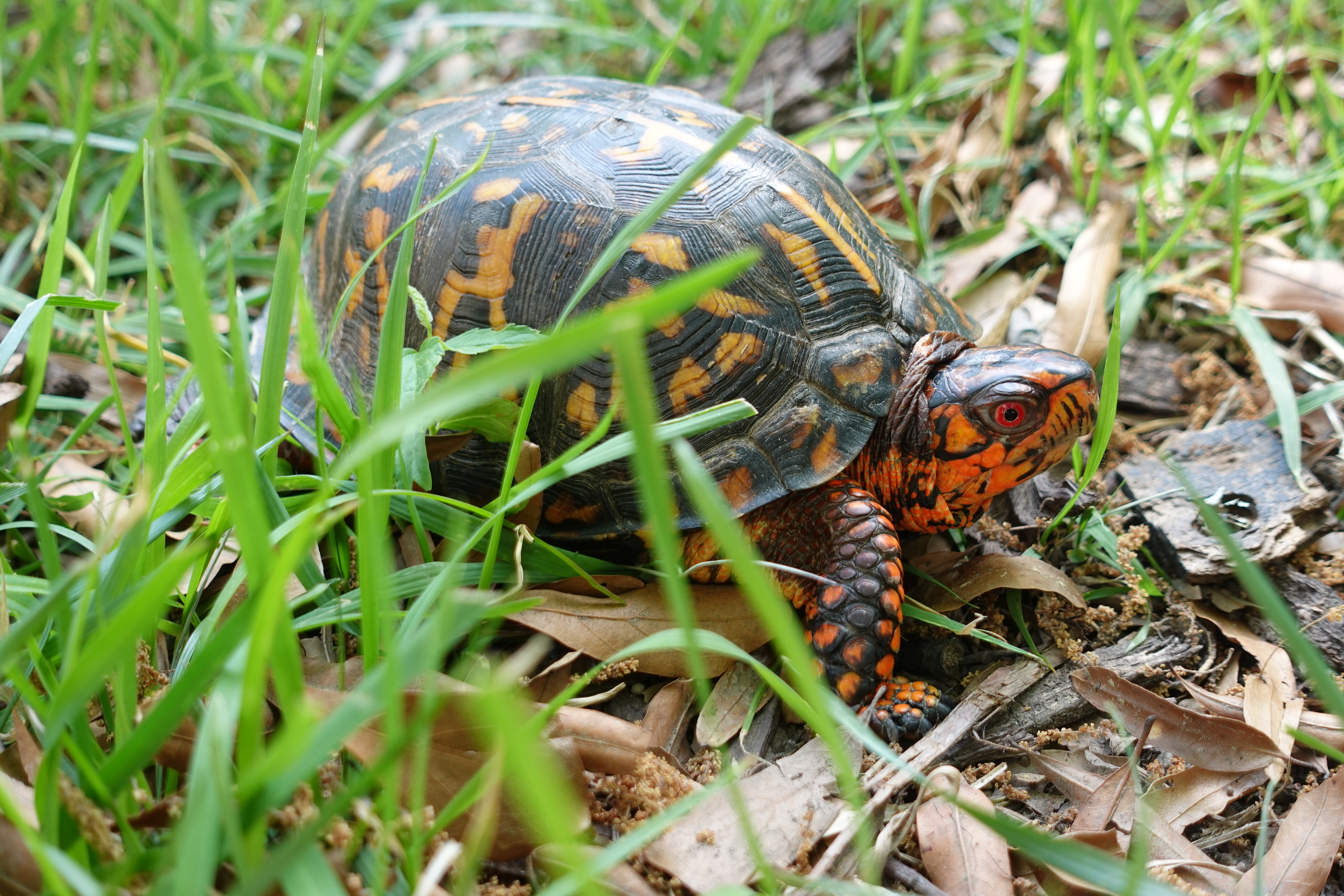 Eastern Box Turtle
