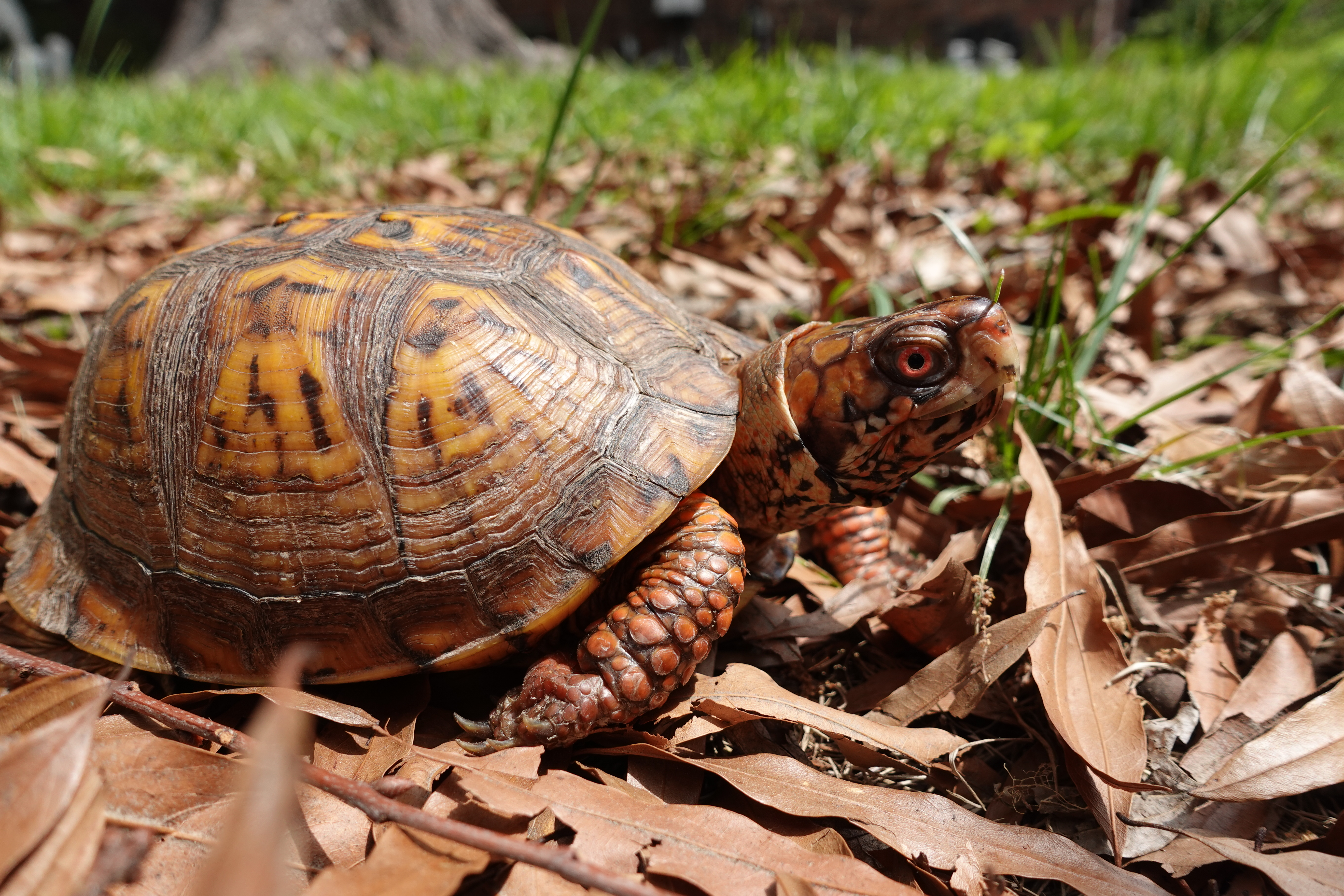 Eastern box turtle on leaf litter