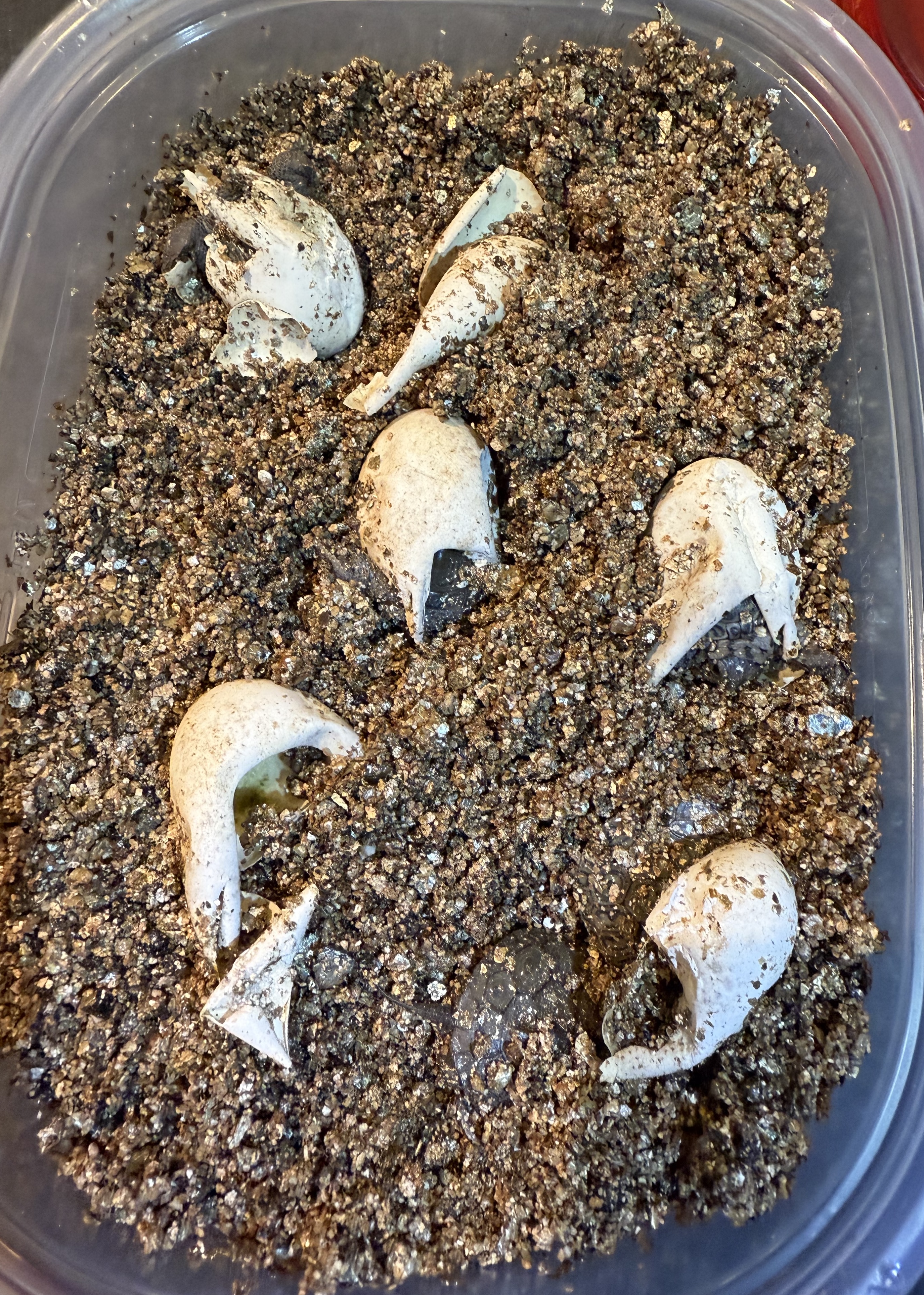 Cracked shells in the incubation tray after six eggs hatched successfully.