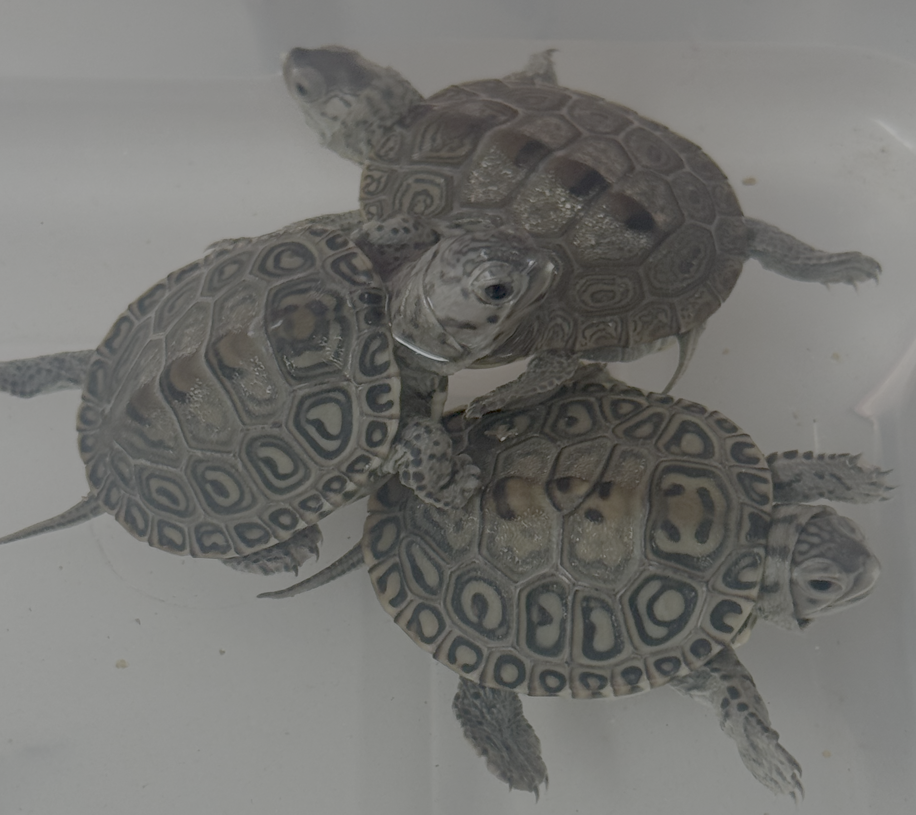 Some of the PHP hatchlings — each one's distinct shell pattern made the nicknames essential for identification.