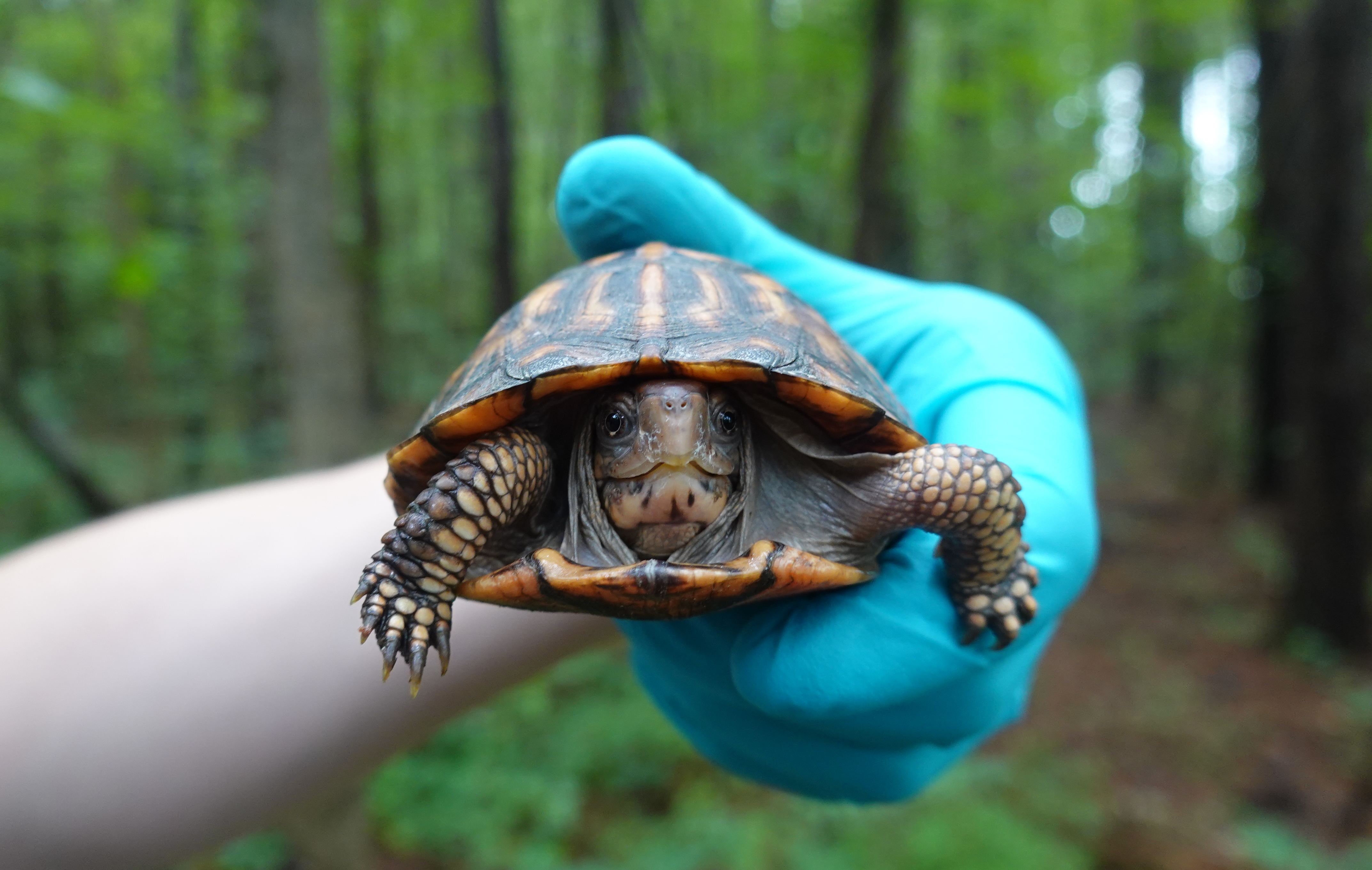 A juvenile eastern box turtle