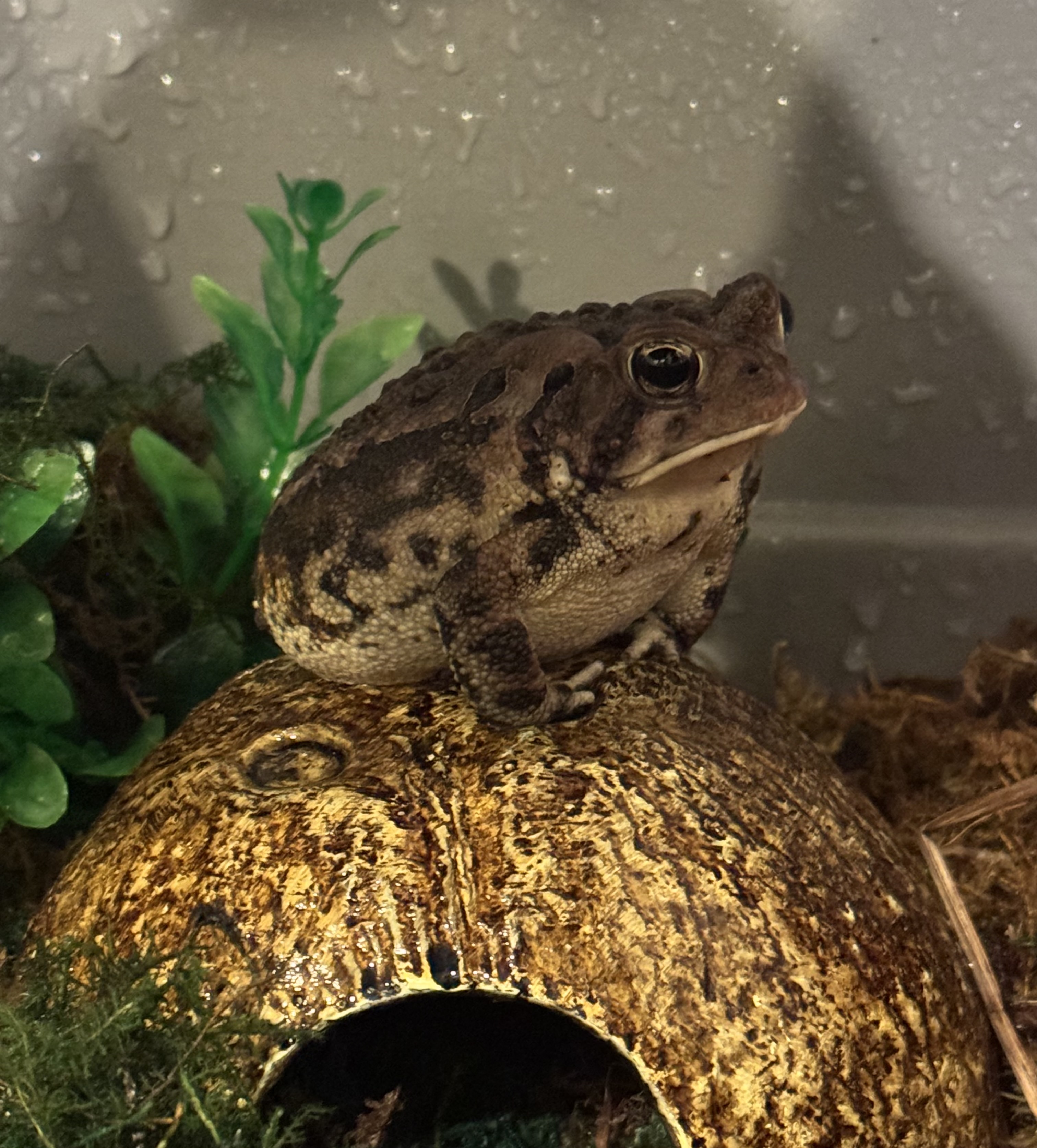 Natalie the Fowler's Toad