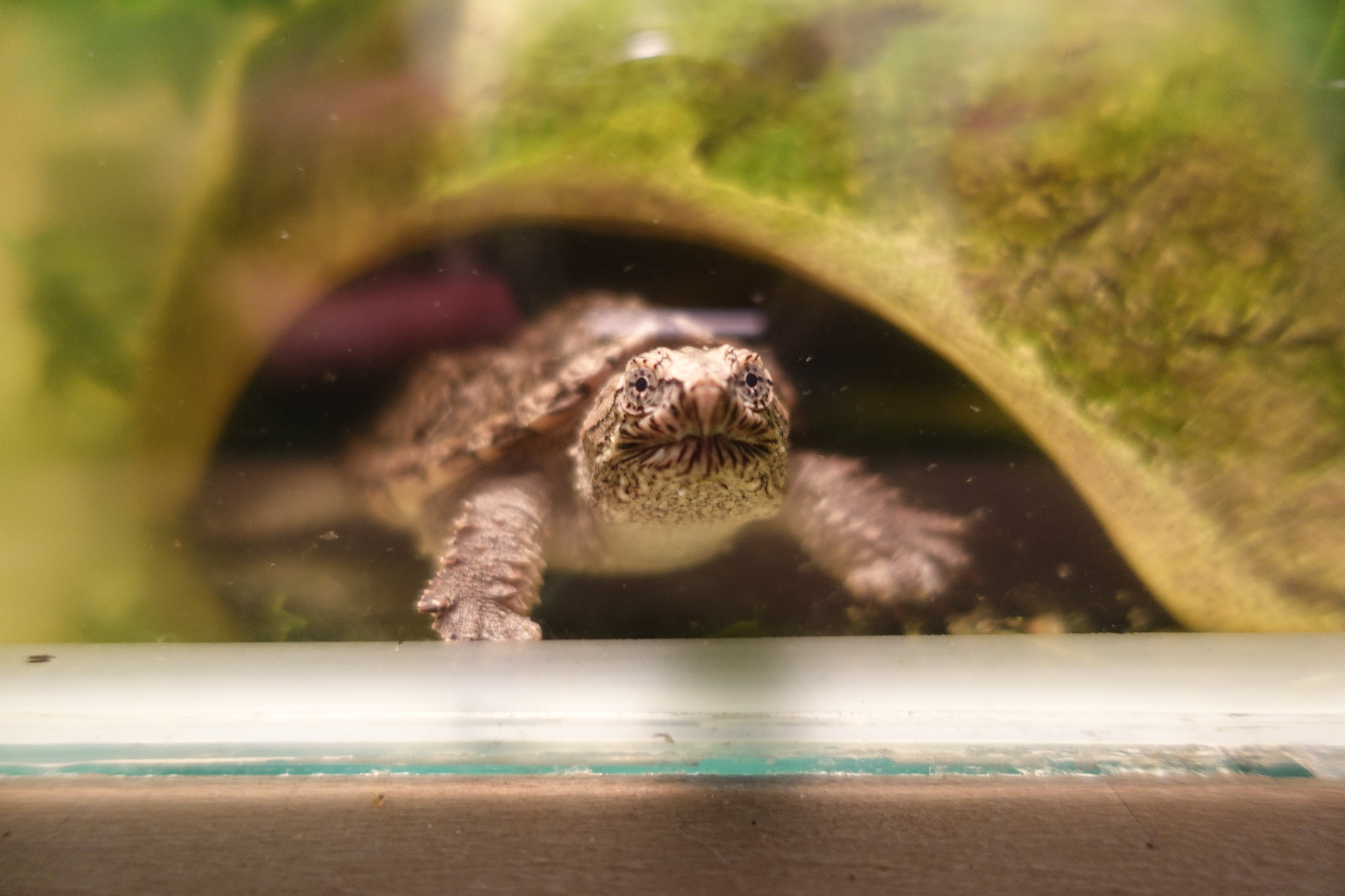 Common Snapping Turtle