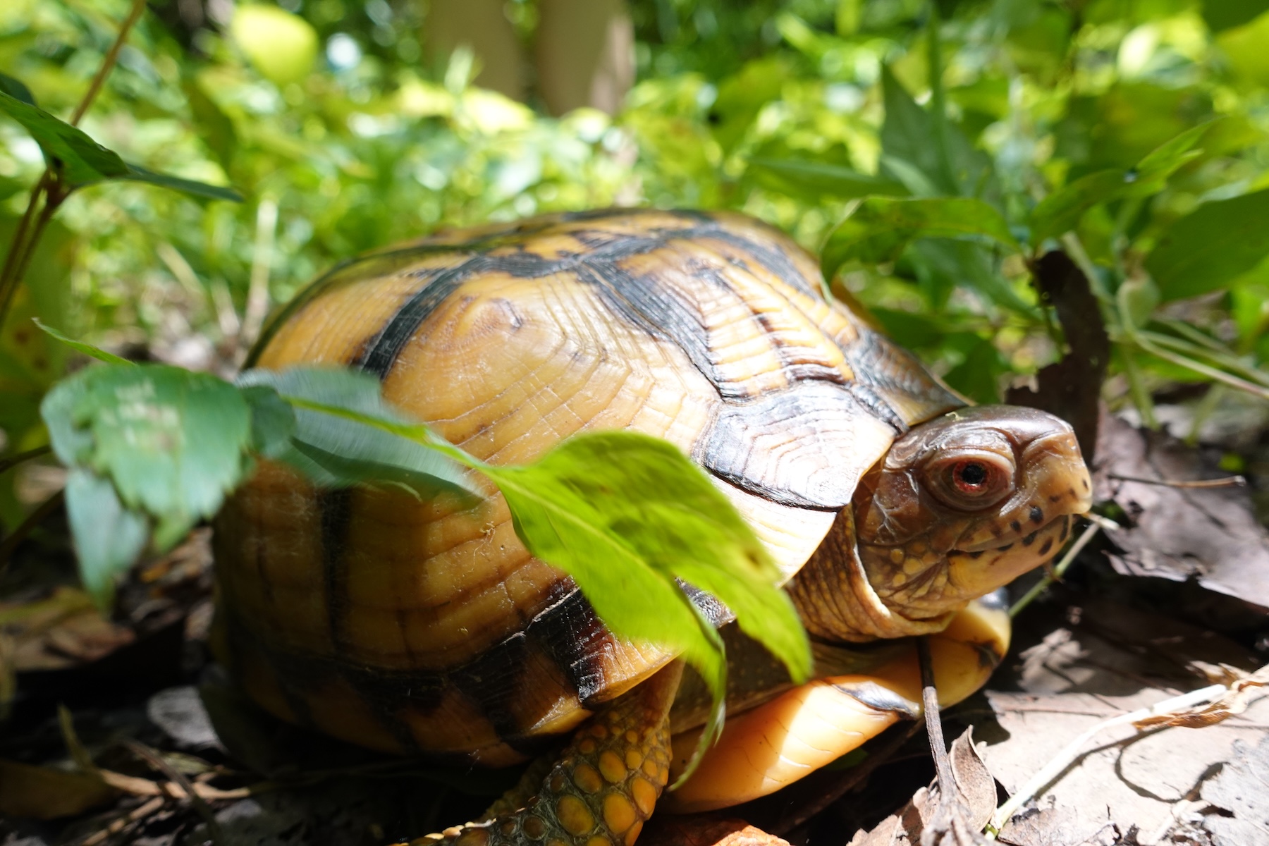 A box turtle in a forest
