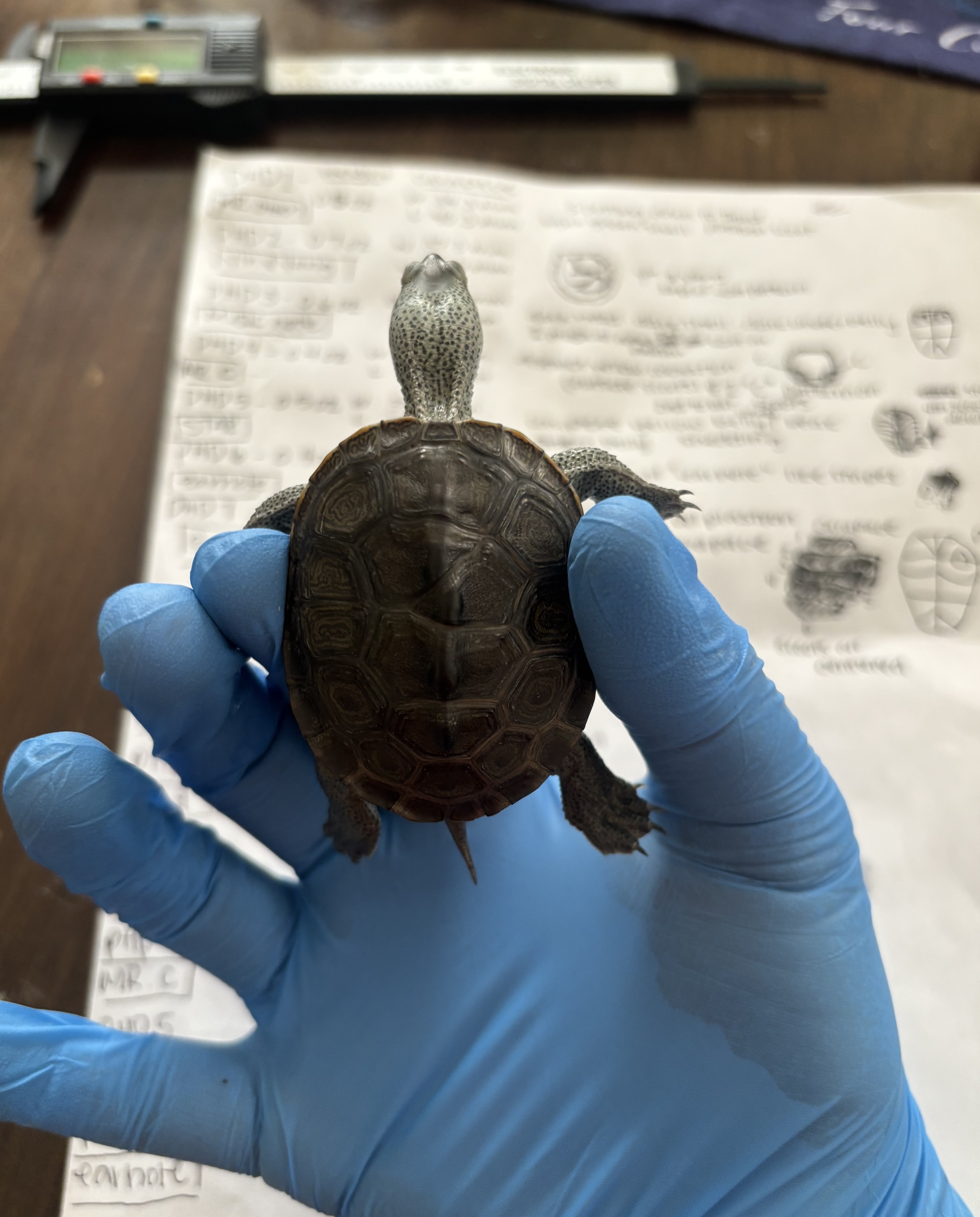A volunteer handles one of the PHP hatchlings during a measurement session, with the data sheet right at hand.